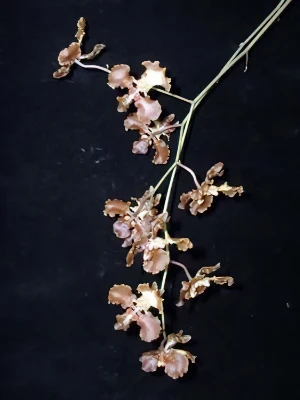 Image of Oncidium enderianum 03